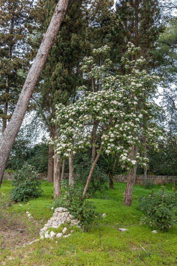 Villa Giulio B&B Dimora Storica Santa Caterina  Buitenkant foto